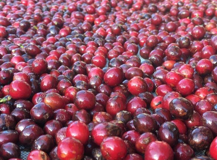 Fermentação Anaeróbica & Co-Fermentação: a nova fronteira dos sabores